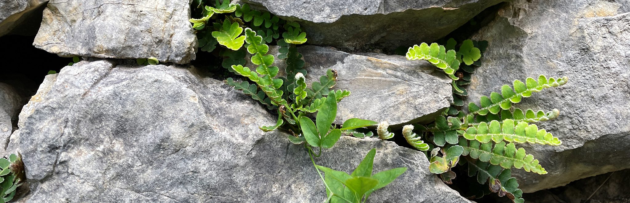 Blog wildgroei teams