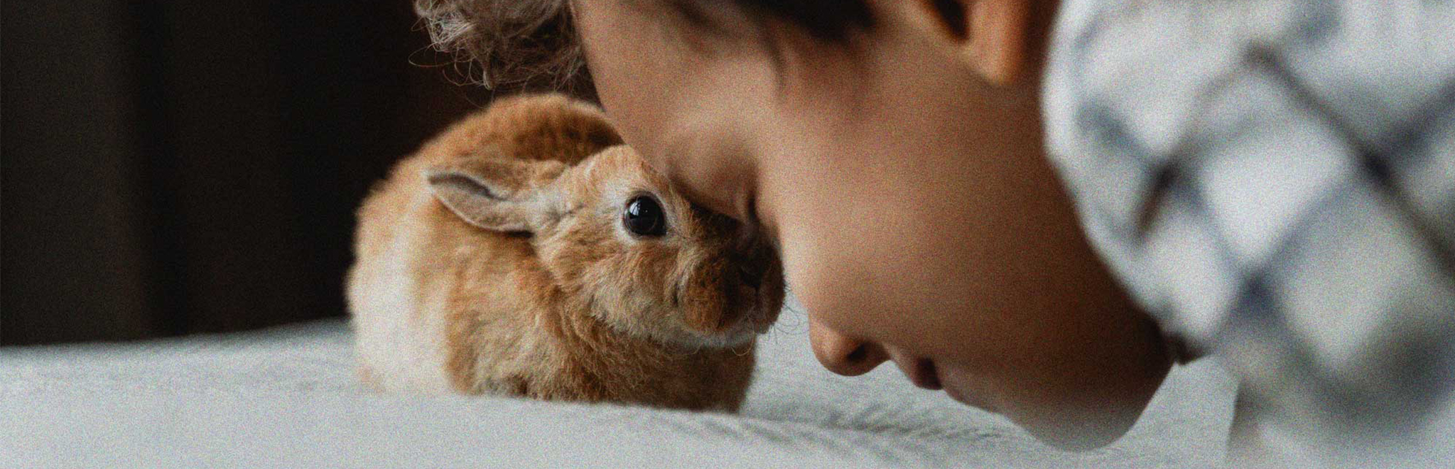 Konijn en jongetje bij elkaar | Figo dierverzekeringen